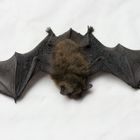 Fledermaus (Microchiroptera)