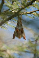 Fledermaus, Ndutu, Tansania 2006