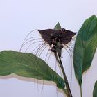 Fledermaus-Pflanze - Vleermuisplant