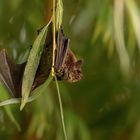 Fledermaus (wasserfledermaus)