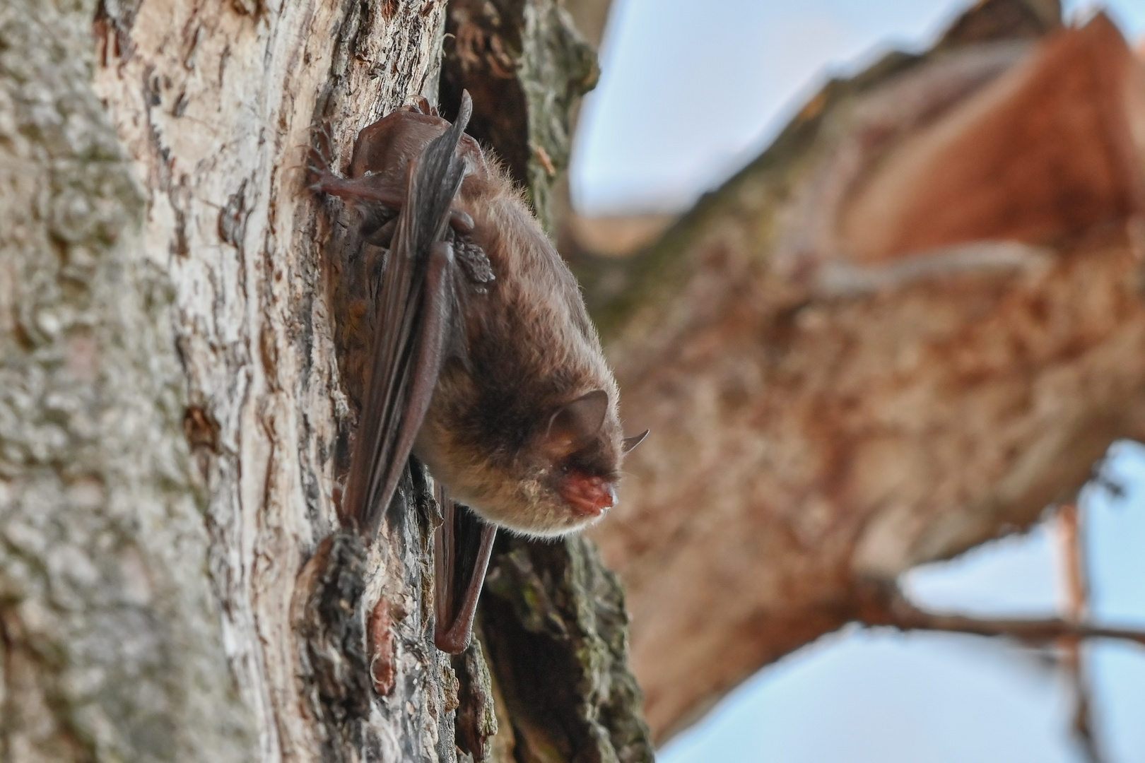 Fledermaus ( Wasserfledermaus ???)