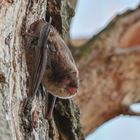 Fledermaus ( Wasserfledermaus ???)