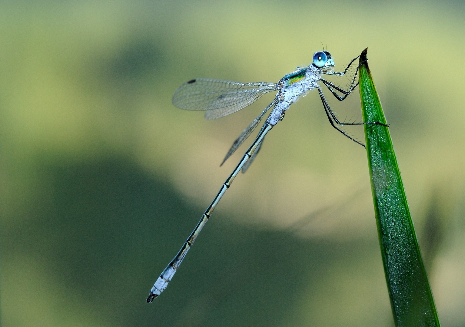 Fledermaus_Azurjunfer Coenagion pulchellum