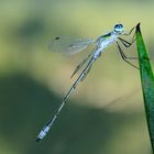 Fledermaus_Azurjunfer Coenagion pulchellum