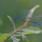 Fledermausazurjungfer (Coenagrion pulchellum). Männchen