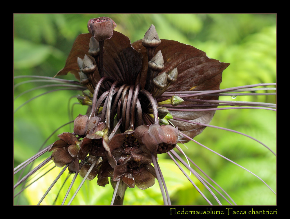 Fledermausblume