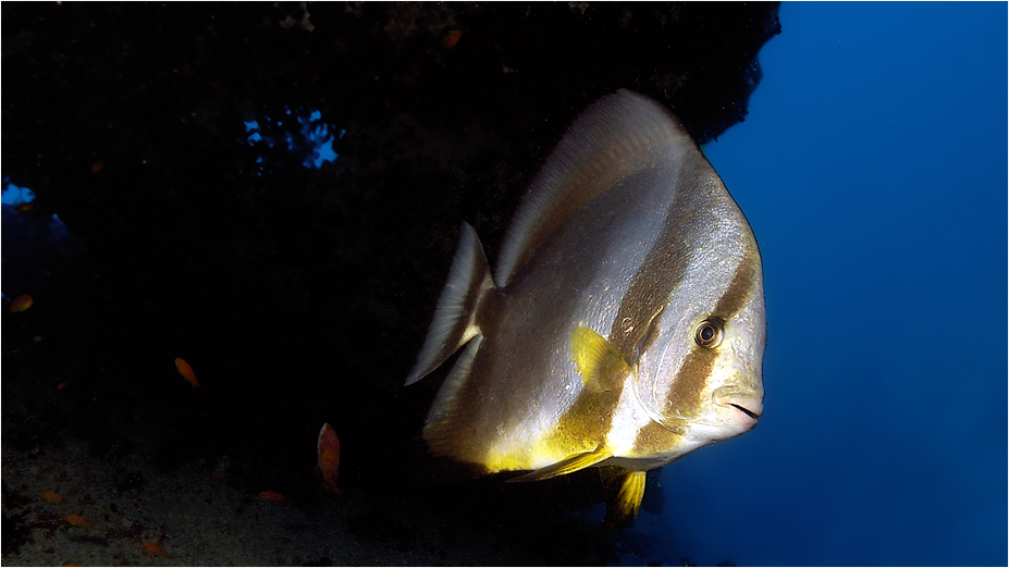 Fledermausfisch an der Thistlegorm