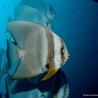 Fledermausfisch - Batfish