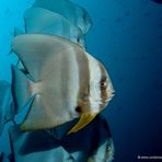 Fledermausfisch - Batfish