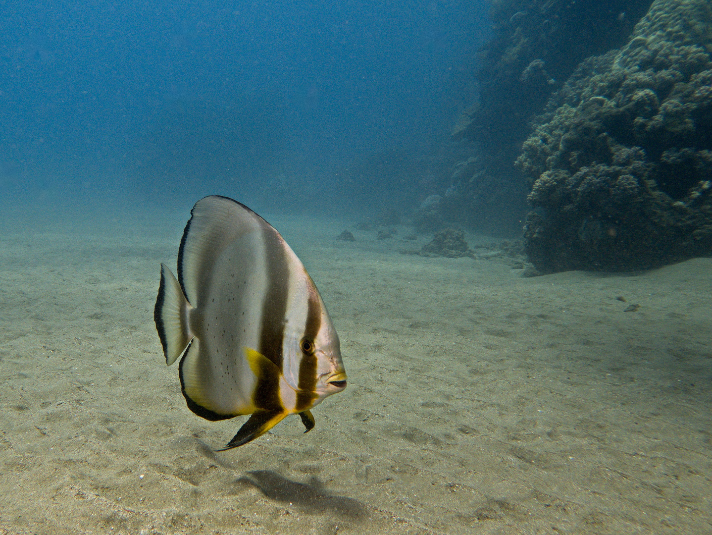 Fledermausfisch