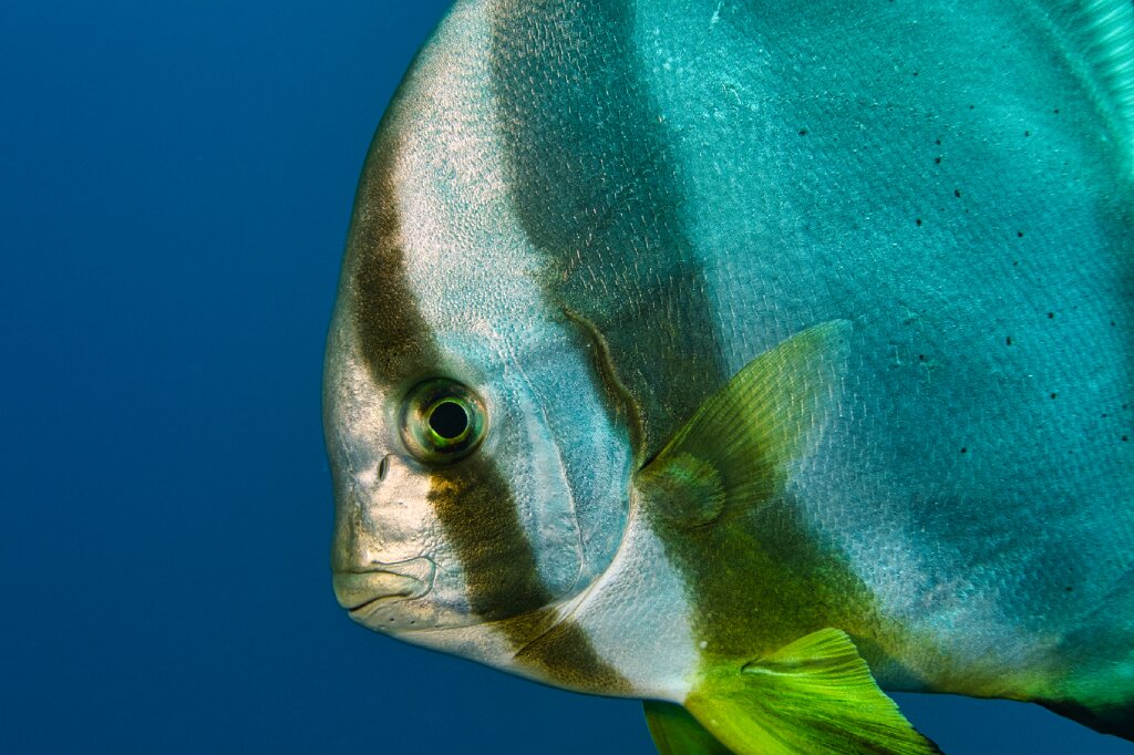 Fledermausfisch ganz nah