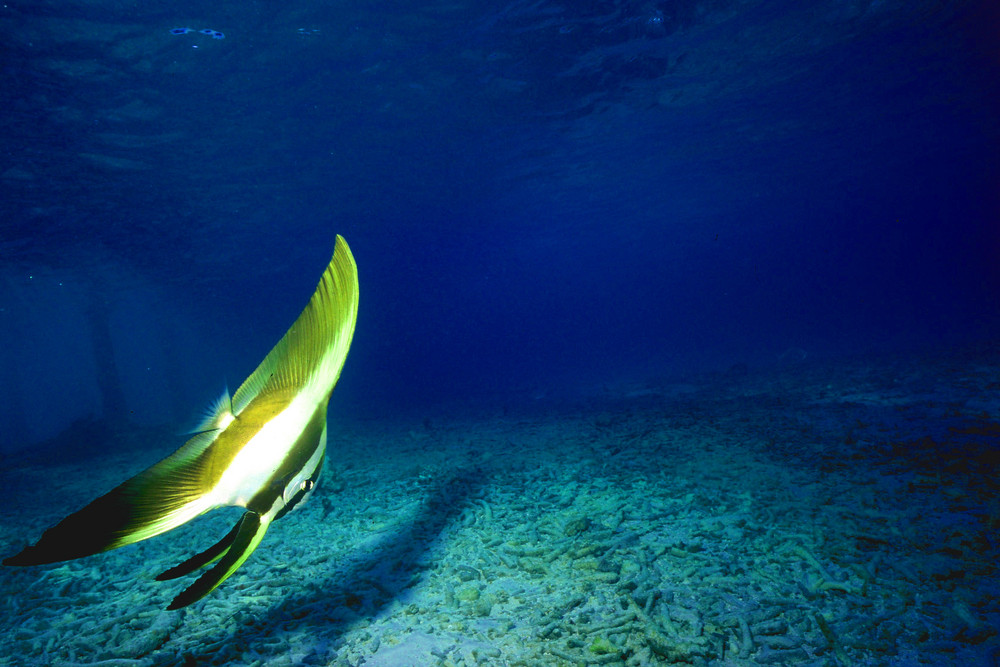 Fledermausfisch III, Maledivien