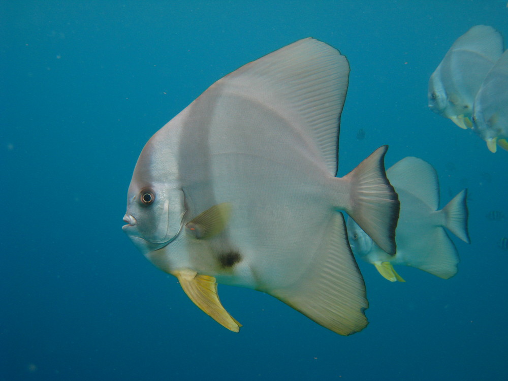 Fledermausfisch Malediven