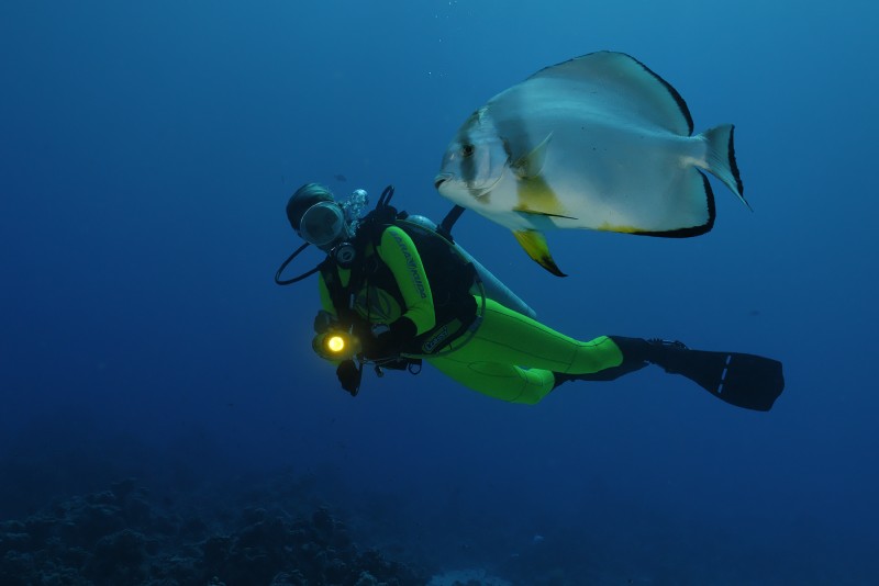 Fledermausfisch mit Taucher