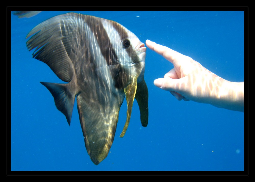 Fledermausfisch: zum anknabbern.....