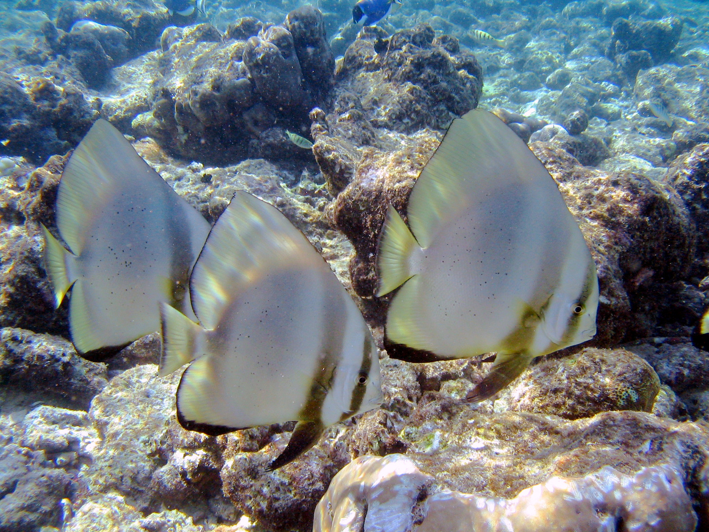 Fledermausfische auf Eriyadu