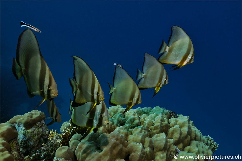 Fledermausfische auf Putzerstation