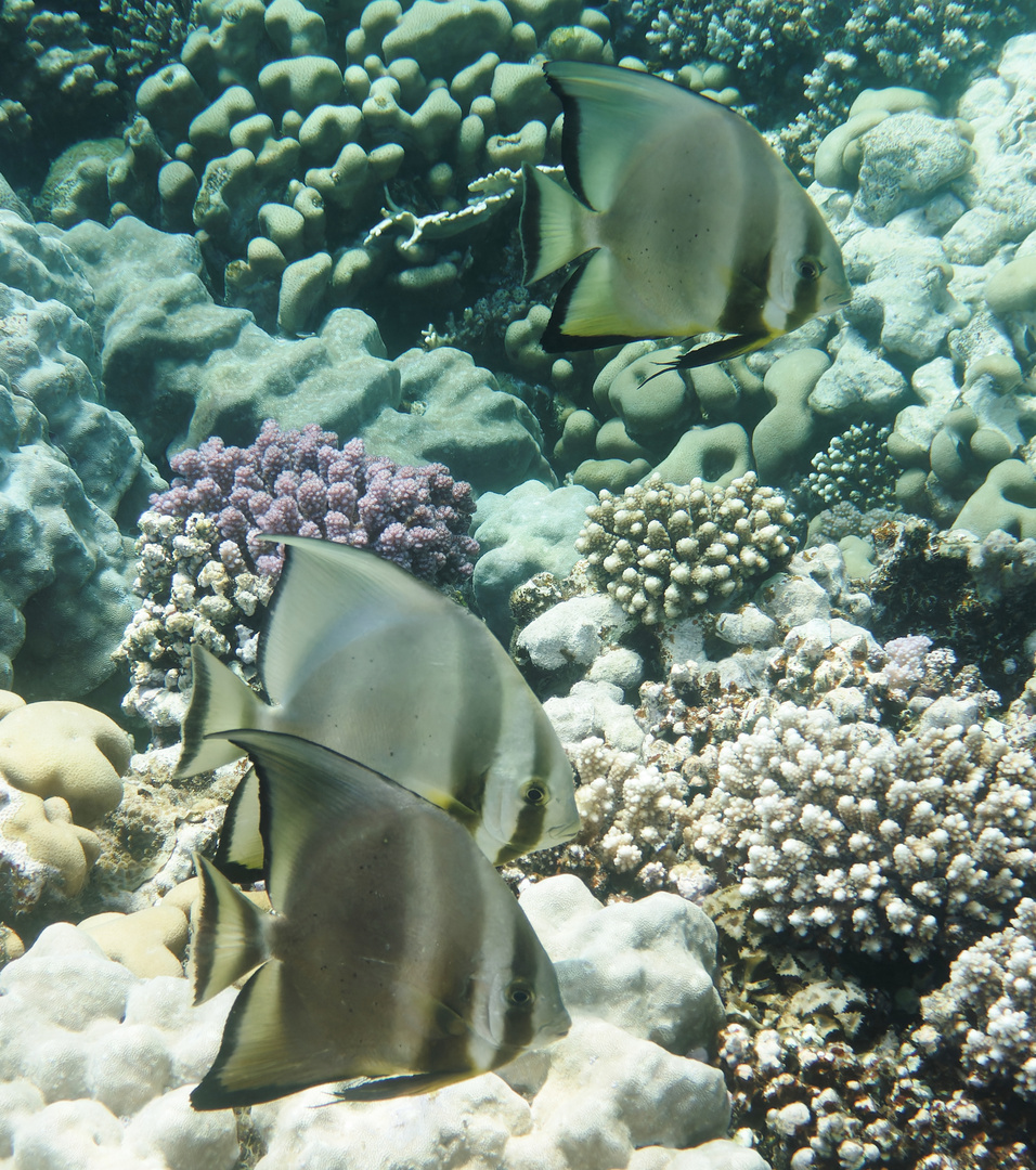 Fledermausfische im Roten Meer