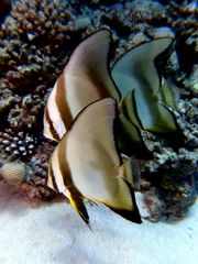 Fledermausfische, Trio in Marsa Alam; Brother Islands, Ägypten