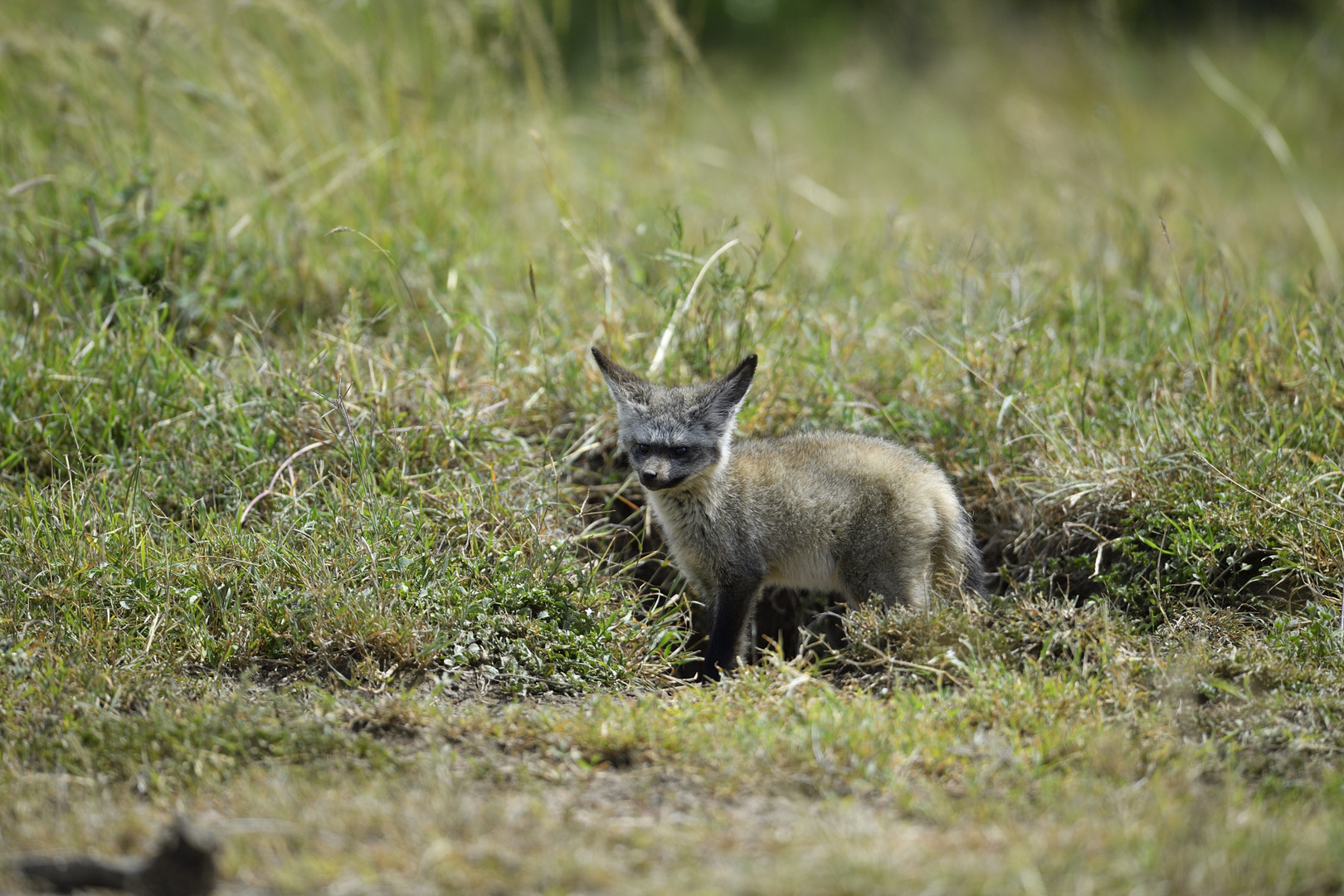 Fledermausohrfuchs