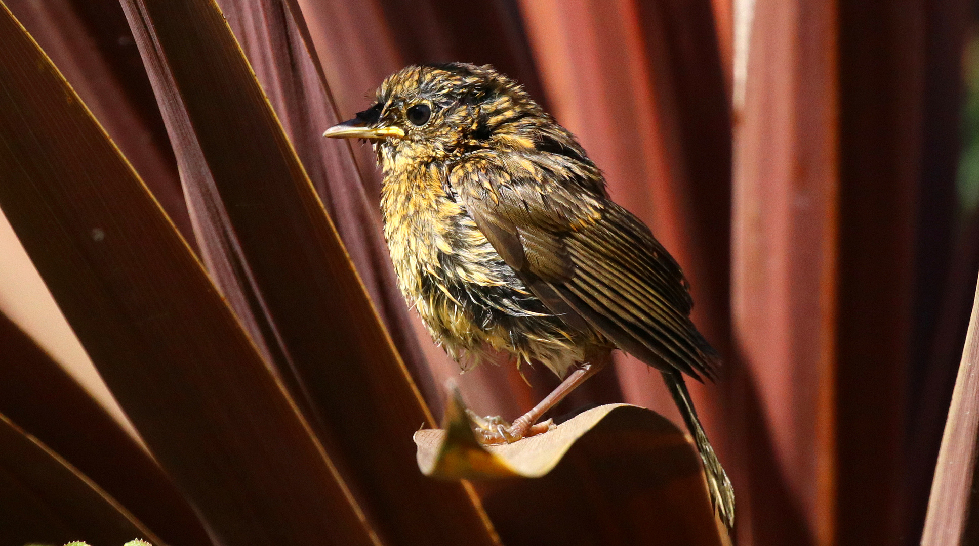 Fledgling Robin.