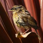 Fledgling Robin.