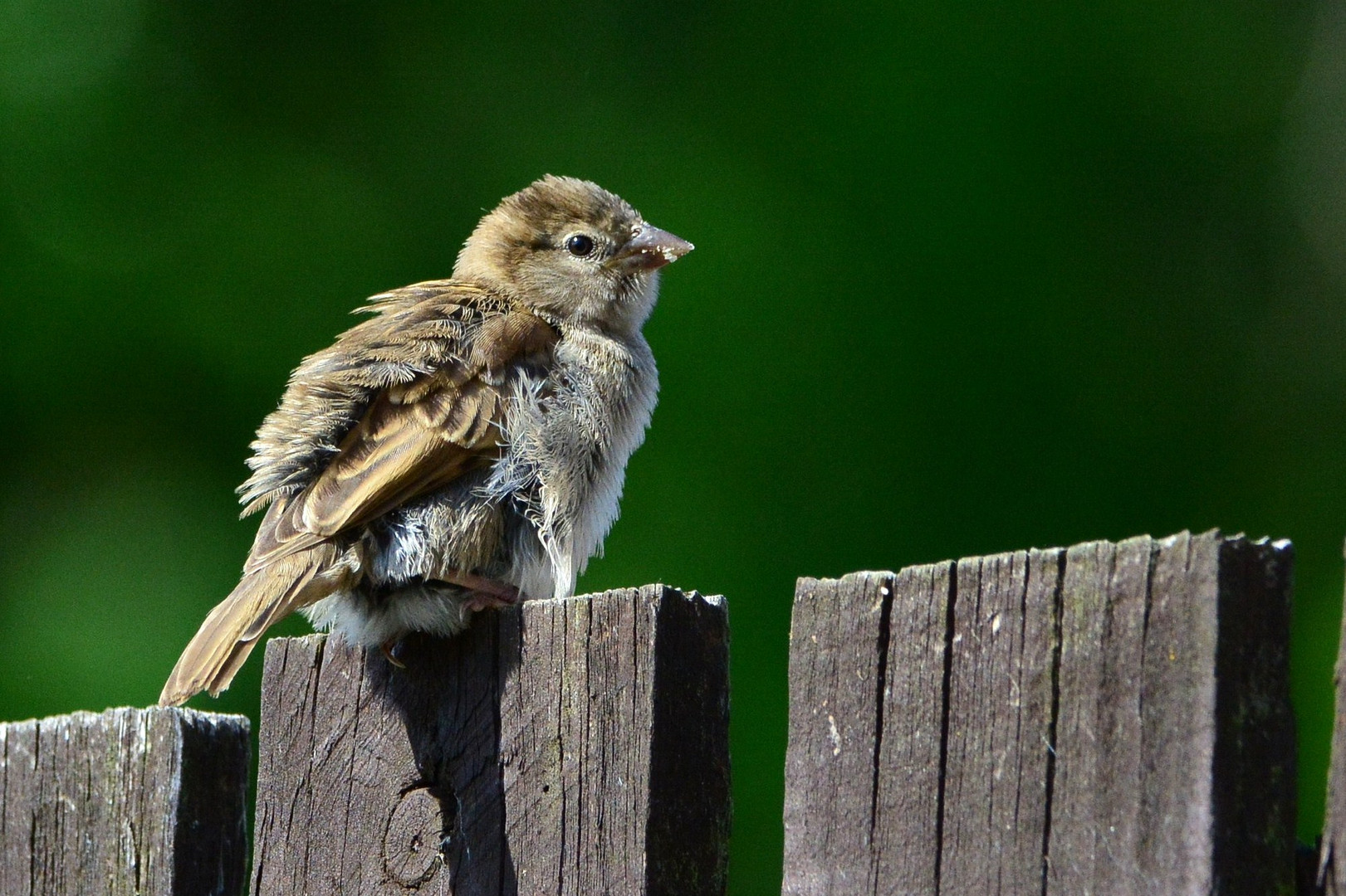 Fledgling Sparrow