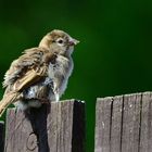 Fledgling Sparrow