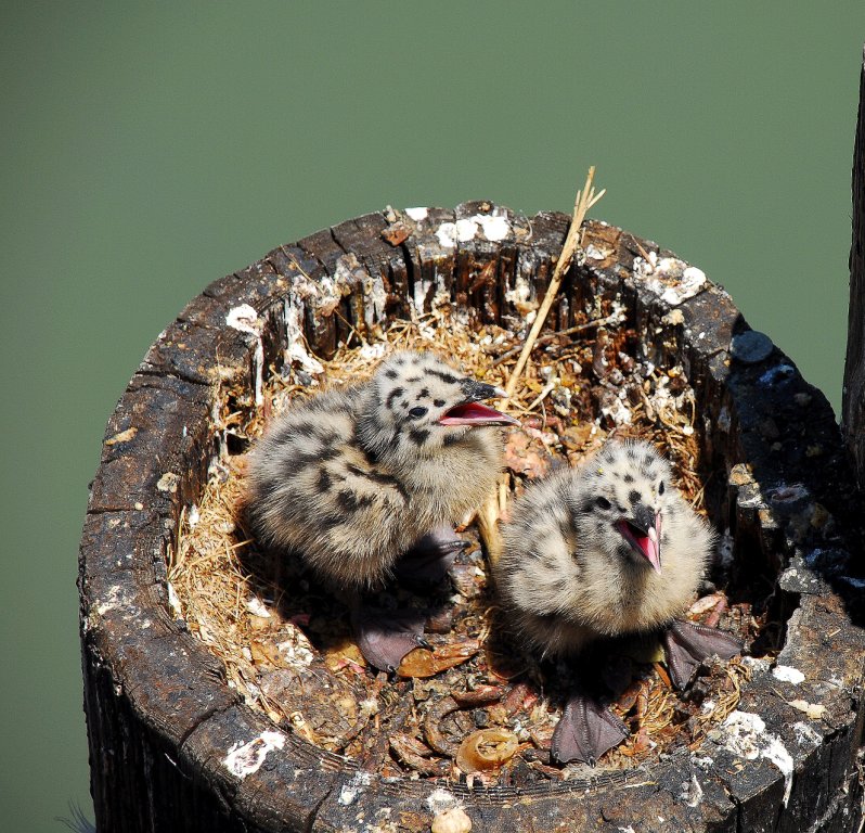 Fledglings