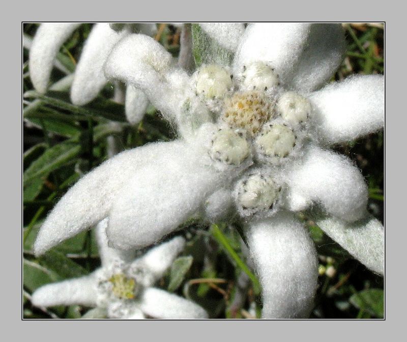 Fleece from Pyrenees