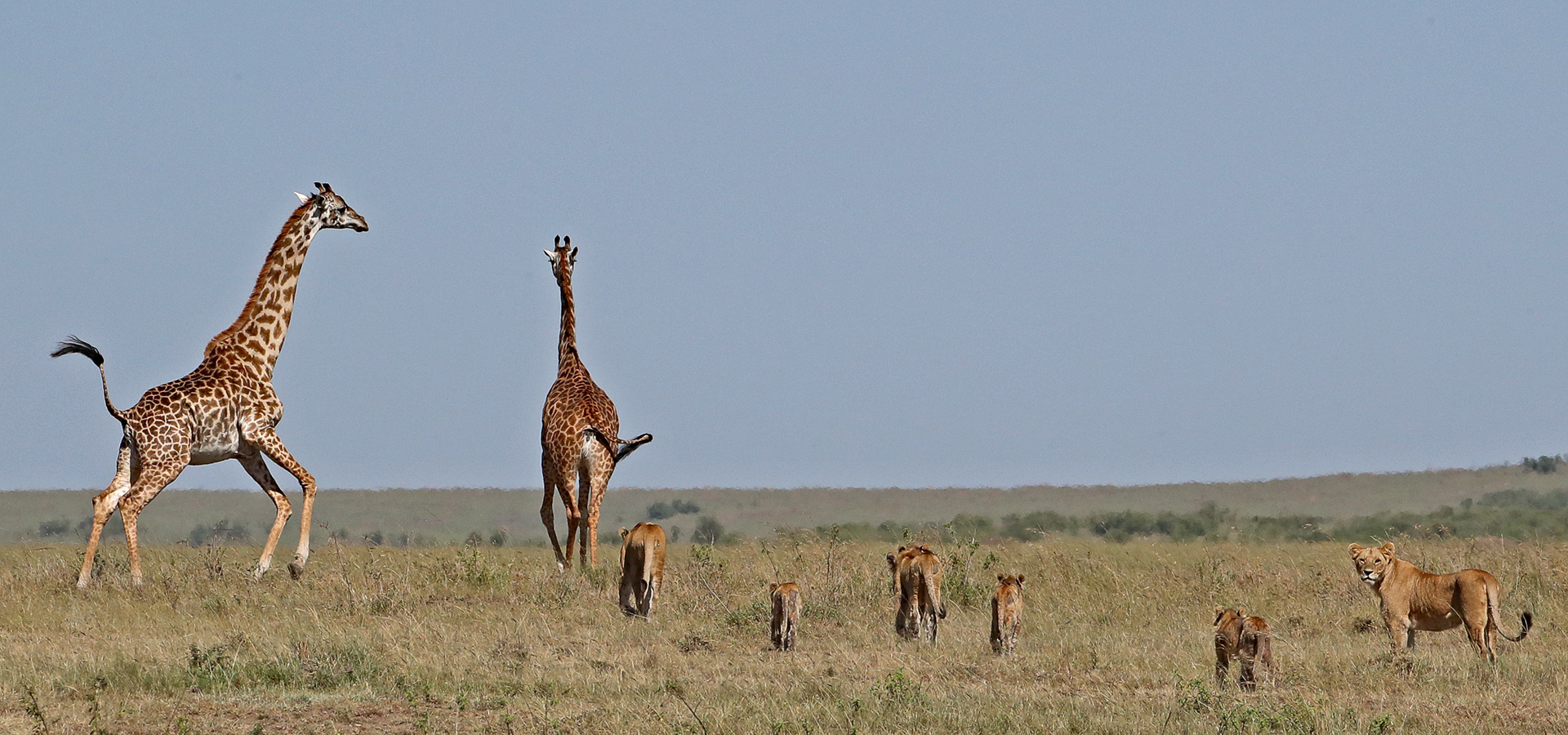 fleeing Giraffes