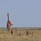 fleeing Giraffes