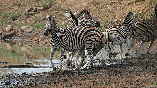 Fleeing Zebras