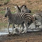 Fleeing Zebras