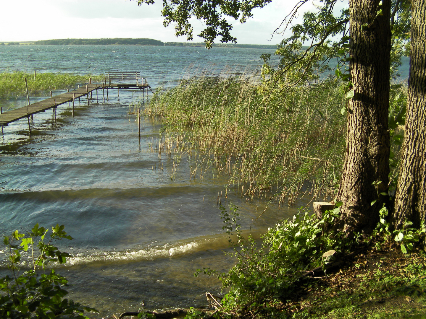 Fleesensee-Ufer bei Göhren, Mecklenburg-Vorpommern