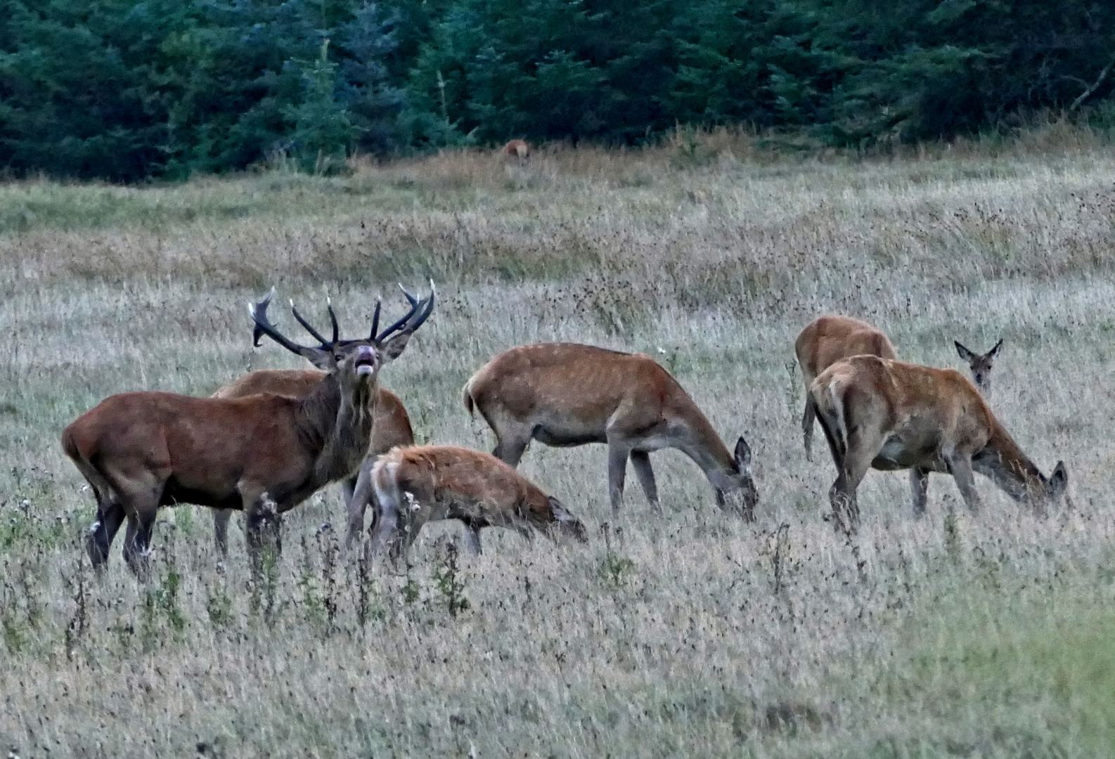 Flehmender Hirsch