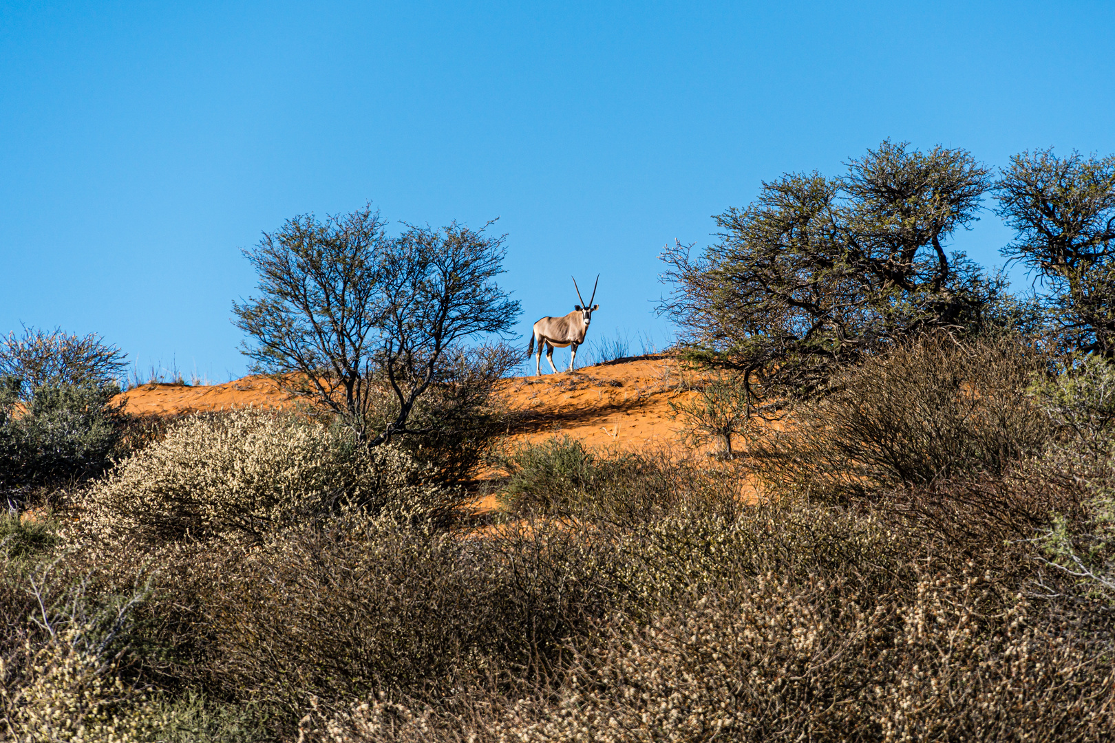 Flehmender Oryx