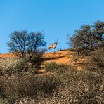 Flehmender Oryx