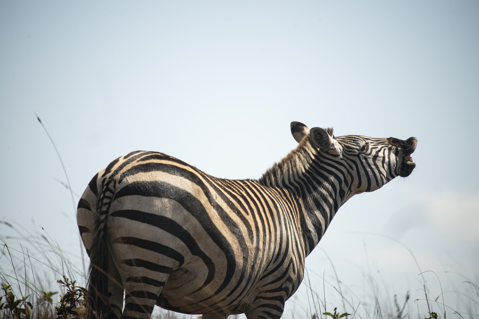 Flehmendes Zebra