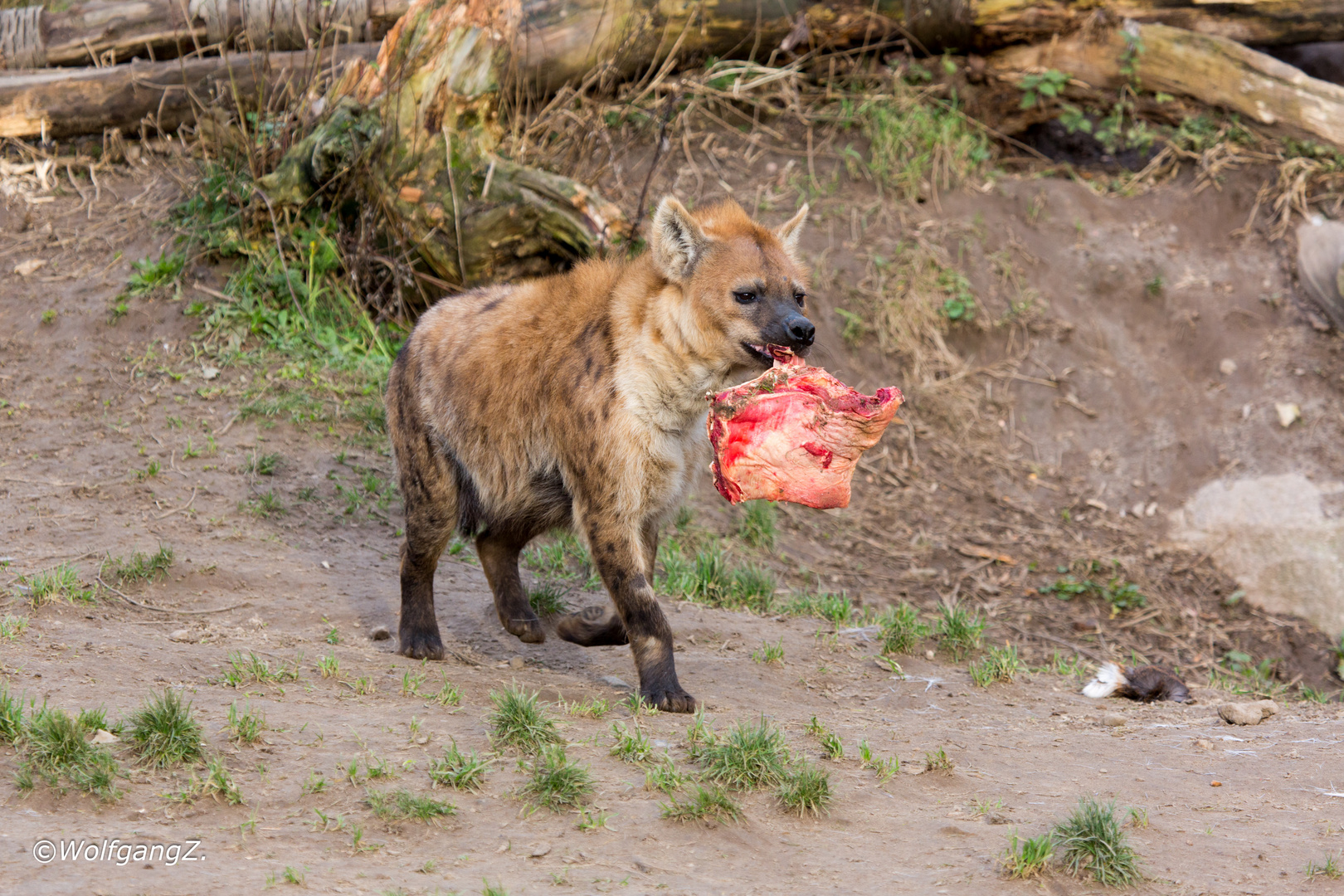 Fleisch für den Nachwuchs