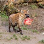 Fleisch für den Nachwuchs