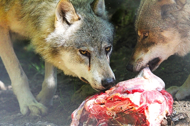 Fleisch für die Wölfe