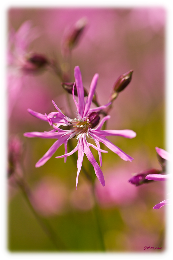 Fleischblumen