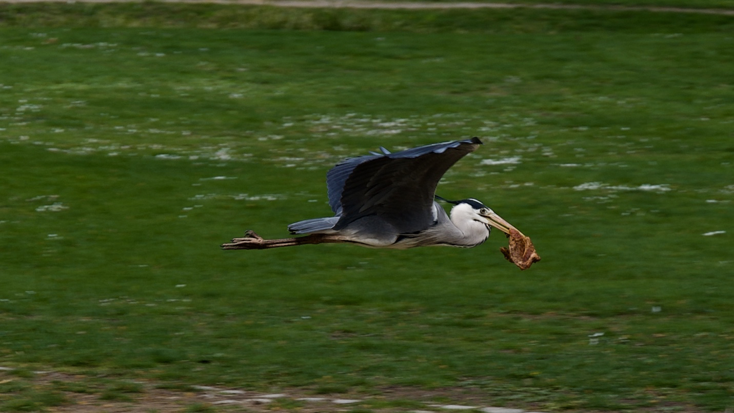 Fleischdieb Fischreiher 