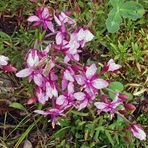 Fleischers Weidenröschen-Epilobium fleischeri mit "Widderchen"...