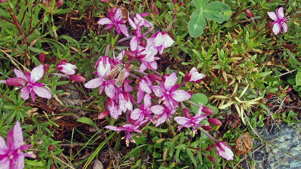 Fleischers Weidenröschen-Epilobium fleischeri mit "Widderchen"...