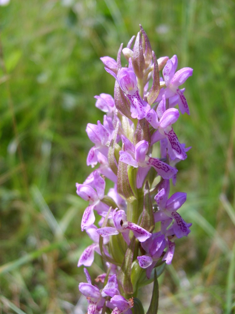 Fleischfarbendes Knabenkraut (D.incarnata) am Hochwasserdamm am Oberrhein