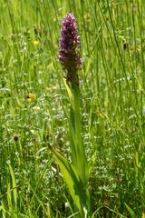 Fleischfarbendes Knabenkraut(D.incarnata) Unstrut 3.6.10