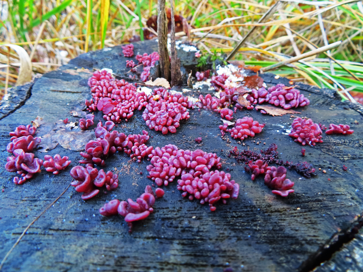 Fleischfarbene Gallertbecher