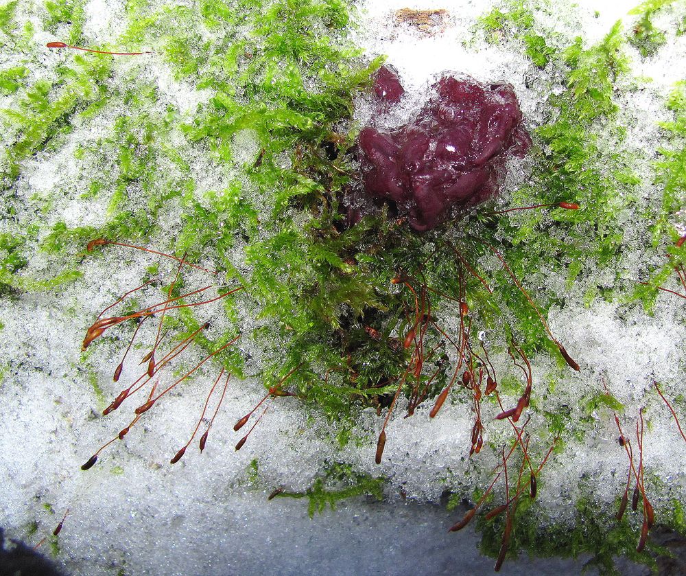 Fleischfarbene Gallertbecher im Schnee